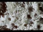 Gliocladium_sp_2