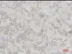 Gloeosporidiella_ribis_2