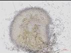 Hainesia_sp_1