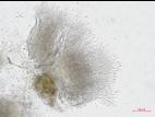 Hainesia_sp_4