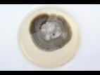 Helminthosporium_solani_1