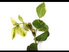 Soya - mésotrione (27)_12
