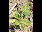 Soya - mésotrione (27)_7