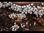 Lachnum_virgineum_1