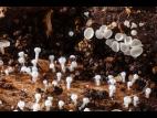 Lachnum_virgineum_2