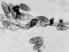 Peronospora_destructor_1