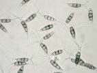 Pestalotiopsis_sp_1