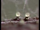 Phomopsis_sp_7