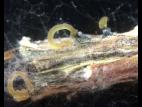 Phomopsis_sp_8