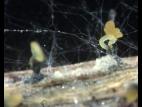 Phomopsis_sp_9