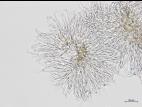 Phomopsis_sp_11