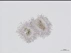 Phomopsis_sp_10
