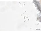 Phomopsis_sp_13