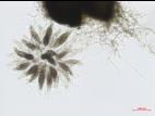 Physalospora_sp_1
