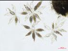 Physalospora_sp_2