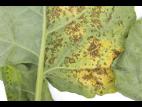 Brocoli - Alternariose (Alternaria alternata)_2