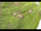 celeri_sep_41427c_ad_iriis