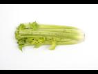 celeri_sep_41611a_lp_iriis