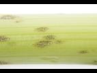 celeri_sep_41611c_lp_iriis