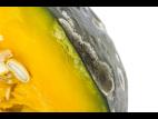 Courges - Alternariose du fruit (Alternaria sp.)_2