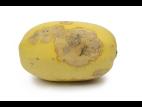 courge_stag_cucu_47288a_jv_iriis