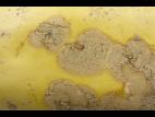 courge_stag_cucu_47288d_jv_iriis
