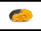 courge_stag_cucu_55846d_ad_iriis