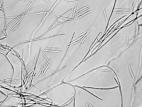 Fusarium_avenaceum_2
