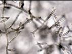 Fusarium_camptoceras_2
