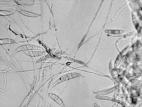 Fusarium_cerealis_1