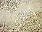 Bisifusarium_dimerum_1