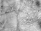 Fusarium_sp_1