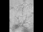 Fusarium_proliferatum_2