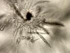 Gaeumannomyces_sp_4