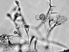 Gliocladium_sp_1