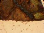 Phoma_sp_3