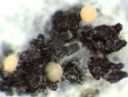 Phomopsis_sp_6
