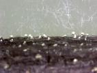 Phomopsis_sp_4