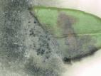 Phyllosticta_sp_1