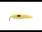 Piment - Anthracnose (Colletotrichum scovillei)_1