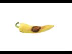 Piment - Anthracnose (Colletotrichum scovillei)_3
