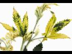 Cannabis_quinclorac (4)_5