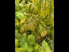Framboise_RBDV_1
