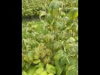 Framboise_RBDV_2