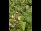 Framboise_RBDV_3