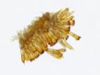 Puccinia_coronata_1