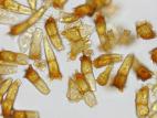 Puccinia_coronata_4