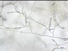 Rhizoctonia_sp_2
