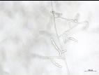 Rhizoctonia_sp_3