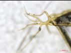 Rhizopus_sp_1